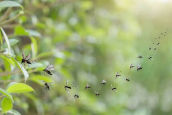 5 natural ways to keep mosquitoes away from your home