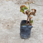 Indoor plant leaves turning brown despite enough sunlight? Hidden problems could be the real cause