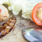 5 natural ways to keep cockroaches away from your home