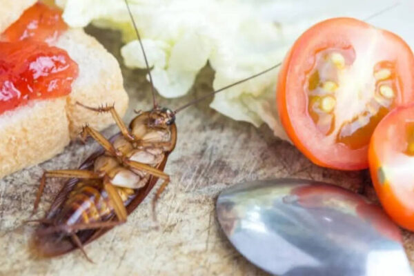 5 natural ways to keep cockroaches away from your home