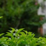 When outdoor plants struggle, these 5 houseplants keep your home green and lush