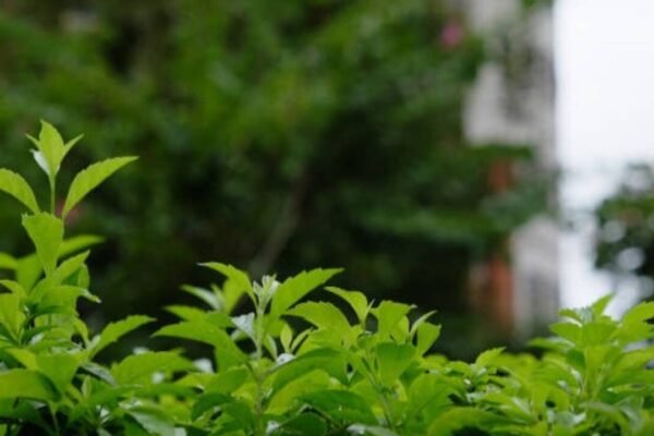 When outdoor plants struggle, these 5 houseplants keep your home green and lush