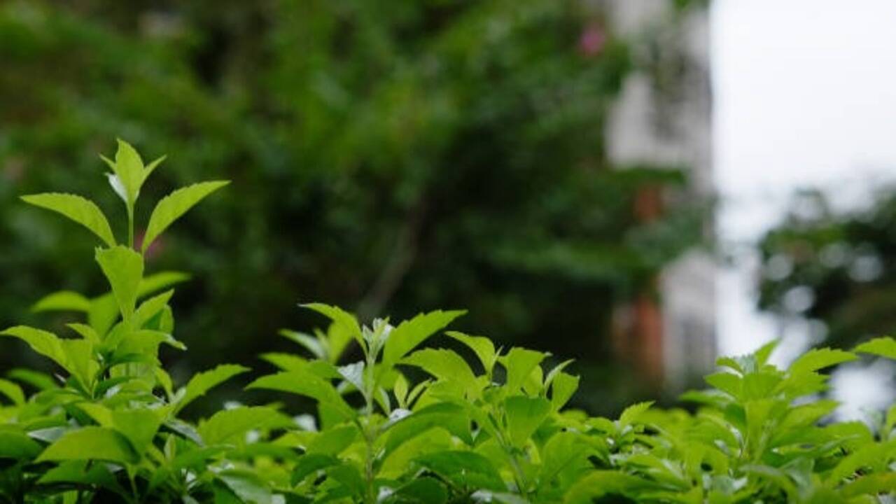 When outdoor plants struggle, these 5 houseplants keep your home green and lush
