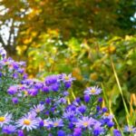 5 Plants to grow now for beautiful blooms through fall