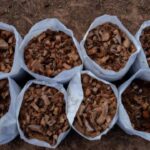 5 practical uses of coconut shell