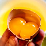 Why do some eggs have double yolks? The science behind it explained