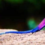 Meet the real-life ‘Spider-Man' lizard: 5 places to spot the unique Mwanza flat-headed rock agama in wild |