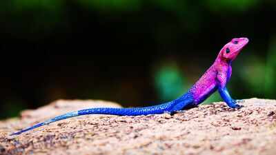 Meet the real-life ‘Spider-Man' lizard: 5 places to spot the unique Mwanza flat-headed rock agama in wild |
