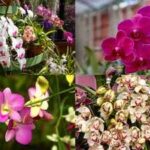 Nearly dead Orchid? 7 simple steps to revive it and encourage new blooms |