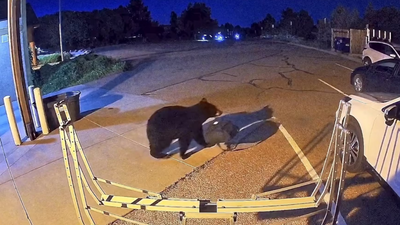 Hungry bears are entering homes, shops and neighbourhoods across the US; here’s what is driving the alarming trend