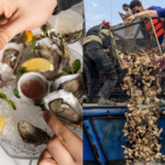 New York City restaurants are saving 800 pounds of oyster shells from landfills every day and sending them to rebuild reefs, with 19 acres of reef habitat already restored