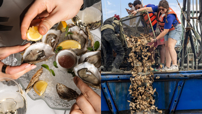 New York City restaurants are saving 800 pounds of oyster shells from landfills every day and sending them to rebuild reefs, with 19 acres of reef habitat already restored