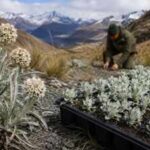 New Zealand’s rare woollyhead nearly disappeared from the wild. Two surviving plants helped produce 250 seedlings now heading back to the reserve