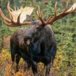 Newfoundland introduced moose in 1878, today, the population of 11,000 is on the verge of eradicating the island's forests