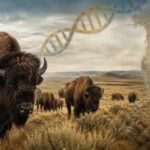 North American bison fell from millions to hundreds, but ancient DNA shows they kept much of their genetic diversity as isolated herds became different