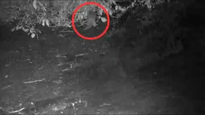 First time in 100 years, North American river otter spotted in the Bronx River: 'I could hardly believe what I was seeing'
