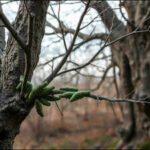 In 2026, scientists found oak trees can delay spring leaf growth by three days to starve hungry caterpillars