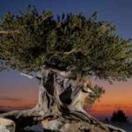 In the 1950s, a pioneer in the field of dendrochronology discovered Methuselah, the world’s oldest living tree: Here’s where it still stands