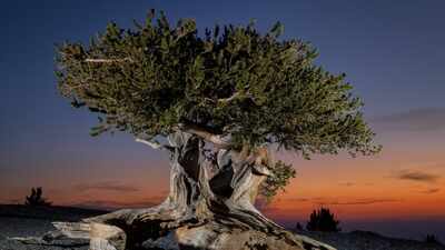 In the 1950s, a pioneer in the field of dendrochronology discovered Methuselah, the world’s oldest living tree: Here’s where it still stands