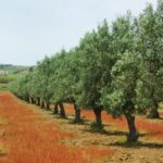 During the Bronze Age, a tree took root in what is now Portugal and more than 3,700 years later, it is still producing olives