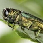 In 2026, Emerald Ash borers continue killing Ash Trees across North America; How one tiny beetle is transforming forests ⁩ |