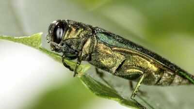 In 2026, Emerald Ash borers continue killing Ash Trees across North America; How one tiny beetle is transforming forests ⁩ |