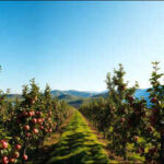 In 2022, French researchers used moving solar panels to shade apple trees, cutting sunburn damage from 13% to 2%
