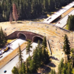 Oregon and Utah have built more than 130 wildlife crossings that could prevent deadly crashes and save both animals and human lives