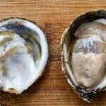 Oysters can carry a bacterium that can be deadly to humans without getting sick; scientists found how it survives inside them