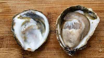 Oysters can carry a bacterium that can be deadly to humans without getting sick; scientists found how it survives inside them