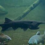 In 2007, North Dakota biologists tagged an 87-pound paddlefish; 18 years later, an angler caught the same fish weighing 98 pounds