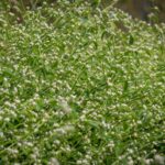 In the 1950s, this weed entered India with American wheat: How Parthenium quietly became one of India's biggest invasive plant problems