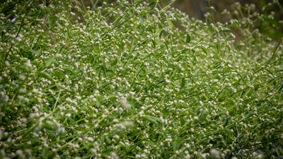 In the 1950s, this weed entered India with American wheat: How Parthenium quietly became one of India's biggest invasive plant problems