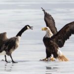 American eagle vs Canadian goose: How a Goan photographer's US retreat was edited out