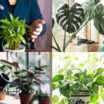 5 plants that can grow without soil