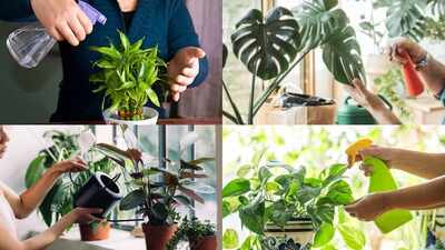 5 plants that can grow without soil