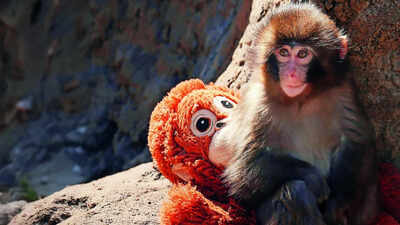 Punch, the baby monkey, turns 1: His childhood loneliness has turned him into a baby protector and he’s received 25000 birthday cards on his special day