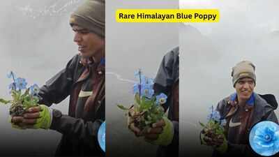 Rare Himalayan Blue Poppy blooms in Nepal's remote Dolpa, here's why it's one of the world's hardest blooms to find |