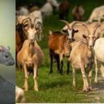 In 2017, Antigua and Barbuda removed over 6,000 rats and starving goats from Redonda; by 2019, vegetation rose over 20-fold and ground lizards eightfold