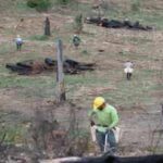 California's Ranch Fire burned 459,123 acres in 53 days; eight years later, crews planted 71,000 seedlings across the scar in eight days