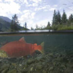 In 2006, Alaska began rebuilding a creek damaged by decades of gold mining; the first restored stretch was followed by a six-fold rise in salmon runs