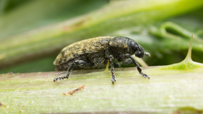 Between 1969 and 1972, the US released a European weevil to fight invasive musk thistle; it later attacked at least 25 native thistles, including rare and endangered species