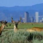 Colorado cleaned up Rocky Mountain Arsenal after decades of weapons and chemical production; a 15,000-acre refuge now supports more than 330 animal species