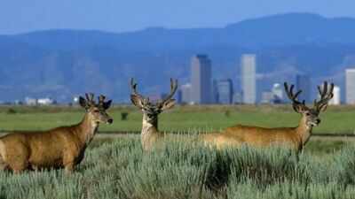 Colorado cleaned up Rocky Mountain Arsenal after decades of weapons and chemical production; a 15,000-acre refuge now supports more than 330 animal species