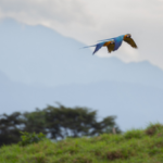 Scientists are using thousands of hours of rainforest sound recordings to teach AI to recognise birds that were previously difficult to identify