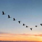 2026 study solves a 150-million-year-old mystery: Scientists discover how the first bird learned to fly