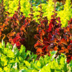 Researchers used a gene gun to make lettuce and tobacco produce cattle and pig myoglobin, the protein that gives meat its red colour and umami flavour