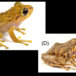 Scientists found a new species hiding in a museum drawer for more than a century; the Ecuadorian frog had been mistaken for another species