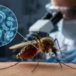 Scientists found a new way to stop malaria: Let the mosquito live, but kill the parasite inside it