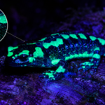 Scientists found fire salamanders glow blue-green under ultraviolet light, with their skin glands producing fluorescent secretions